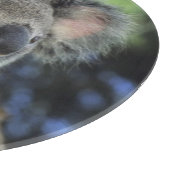 Koala, Phascolarctos cinereus), Australië Snijplank (Hoek)