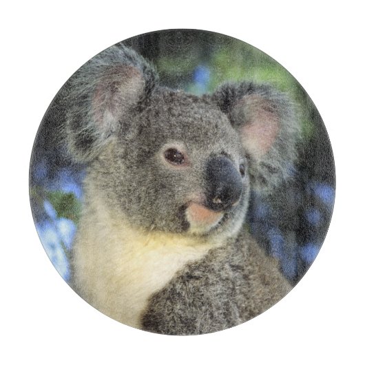 Koala, Phascolarctos cinereus), Australië Snijplank (Voorkant)