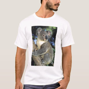 Koala, Phascolarctos cinereus), Australië, T-shirt