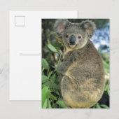 Koala, Phascolarctos cinereus), bedreigd, Briefkaart (Voorkant / Achterkant)