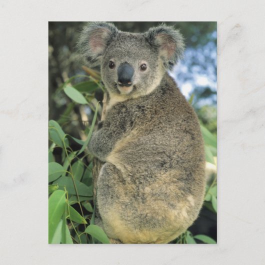 Koala, Phascolarctos cinereus), bedreigd, Briefkaart (Voorkant)