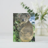 Koala, Phascolarctos cinereus), bedreigd, Briefkaart (Staand voorkant)
