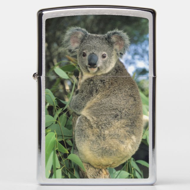 Koala, Phascolarctos cinereus), endangered; (Voorkant)