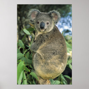 Koala, Phascolarctos cinereus), endangered; Poster