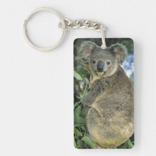 Koala, Phascolarctos cinereus), endangered; Sleutelhanger