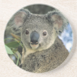 Koala, Phascolarctos cinereus), endangered; Zandsteen Onderzetter