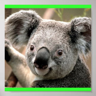 Koala Poster