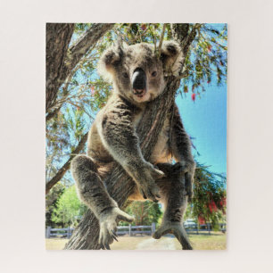 Koala Puzzle Legpuzzel