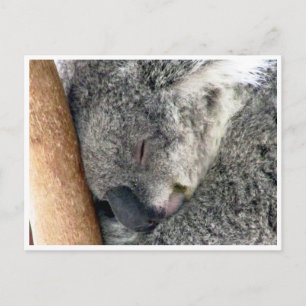 koala slaperig briefkaart
