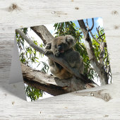 Koala - Sleeping Briefkaart
