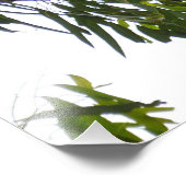 Koala - Sleeping Foto Afdruk (Hoek)