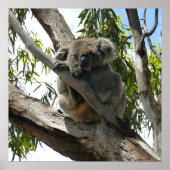 Koala - Sleeping Poster (Voorkant)