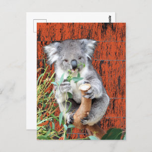 Koala Snack Time Briefkaart