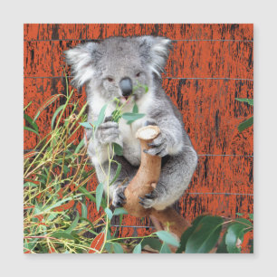 Koala Snack Time Magnetic Kaart