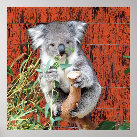 Koala Snack Time Poster (Voorkant)