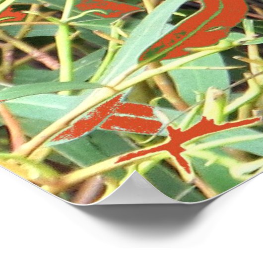 Koala Snack Time Poster (Hoek)