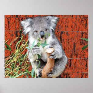 Koala Snacktijd Poster