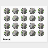 Koala Sticker (Vel)