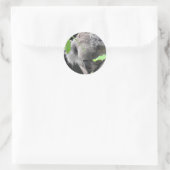 Koala Sticker (Tas)