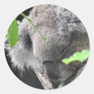 Koala Sticker