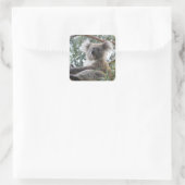 Koala Sticker (Tas)
