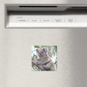 Koala vierkante magneet (Insitu (Vaatwasser))