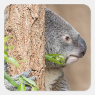 Koala Vierkante Sticker