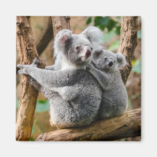 Koala with Baby in a Tree in Australia Magneet