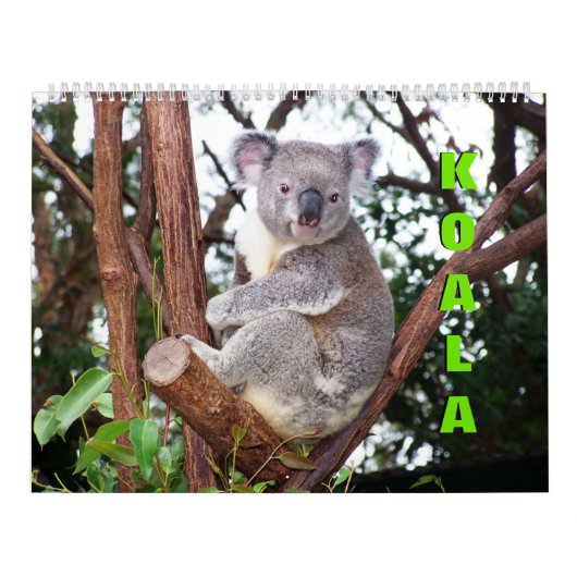Koalas Calendar Kalender (Hoes)