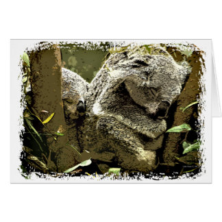 Koalas endormi