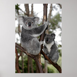 Koalas in de bomen poster