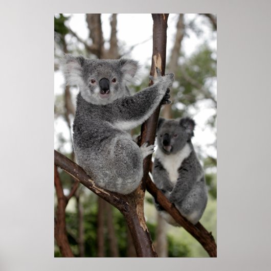 Koalas in de bomen poster (Voorkant)