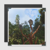 Koala's slapend in bomen, (Voorkant / Achterkant)