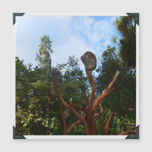 Koala's slapend in bomen,