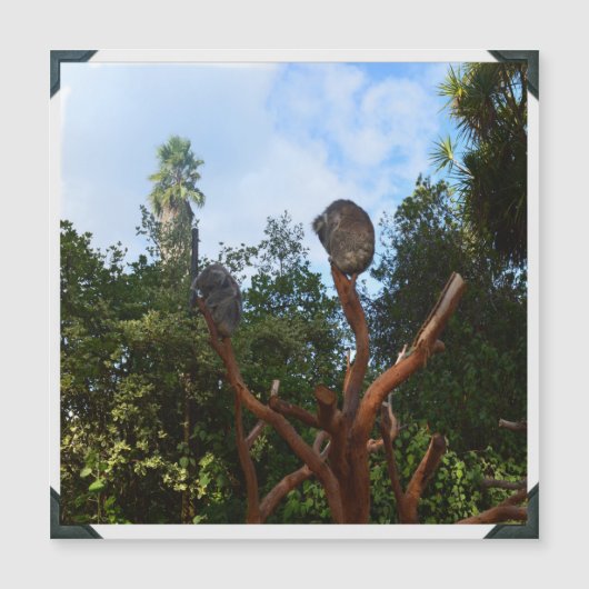 Koala's slapend in bomen, (Voorkant)