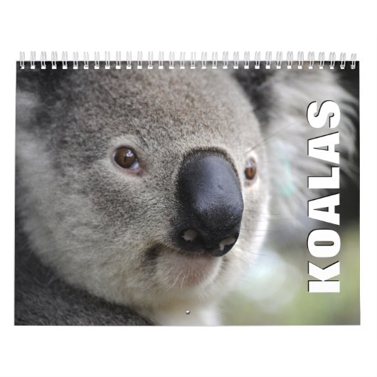 Koalas Wall Calendar Kalender (Hoes)