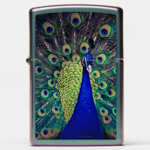 Kobalt Blue Peacock