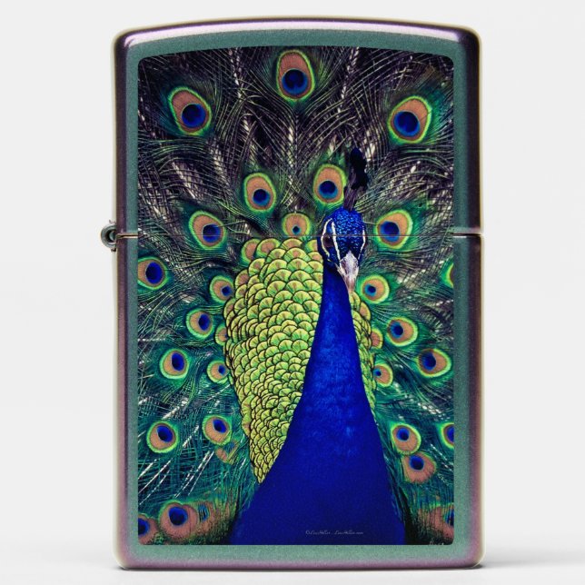 Kobalt Blue Peacock (Front)