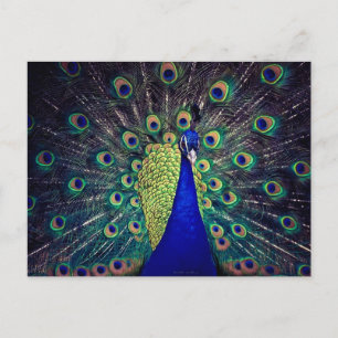 Kobalt Blue Peacock Briefkaart