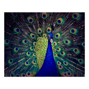 Kobalt Blue Peacock Folded Wenskaart Perfect Poster