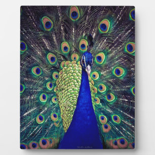 Kobalt Blue Peacock Fotoplaat