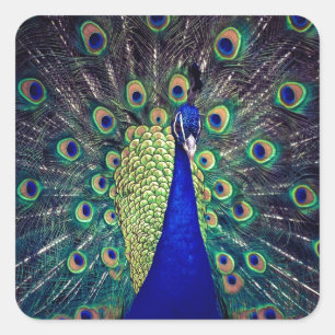 Kobalt Blue Peacock Vierkante Sticker