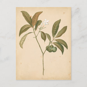 Kobalt Deco-paneel I Briefkaart