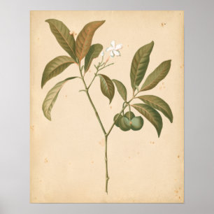 Kobalt Deco-paneel I Poster