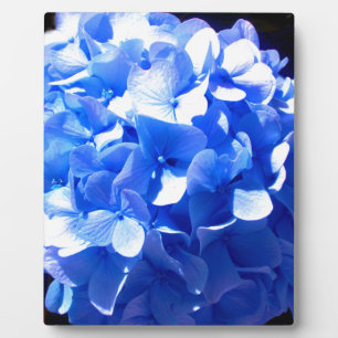 Kobaltblauw bloemensierlijke blauwe hortensia's fotoplaat