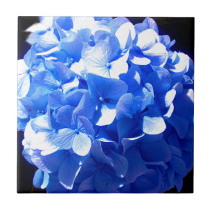 Kobaltblauw bloemensierlijke blauwe hortensia's tegeltje