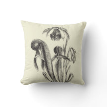 Kobra Plant  Botanisch