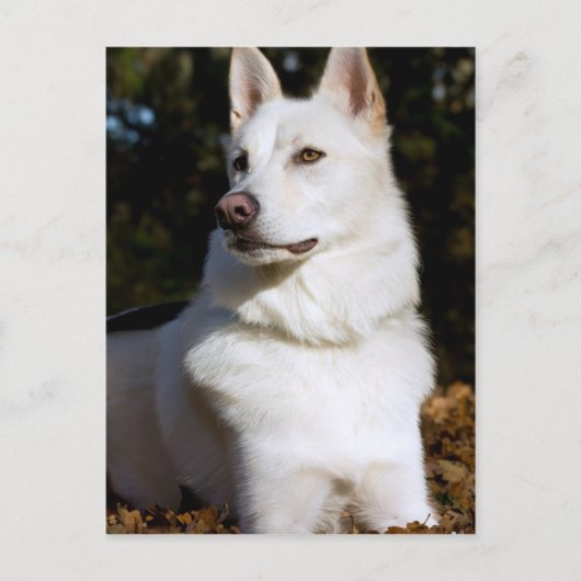 Kodah The White Shepherd Wolfdog Briefkaart (Voorkant)