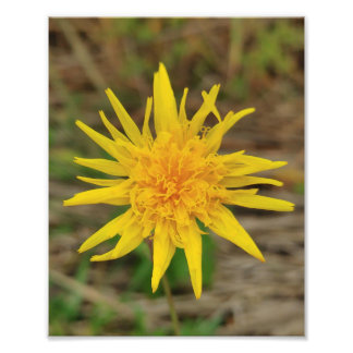 Kodak Professional-fotopapier (Satin) - fotograaf Foto Afdruk