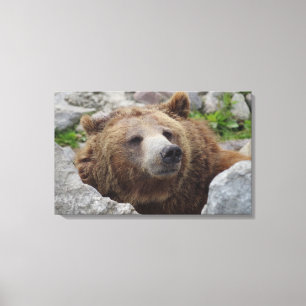 Kodiak-Beer Canvas Afdruk